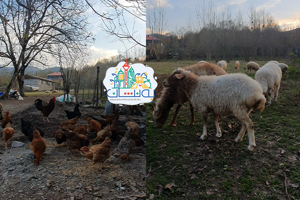 بومگردی گالش کولام
